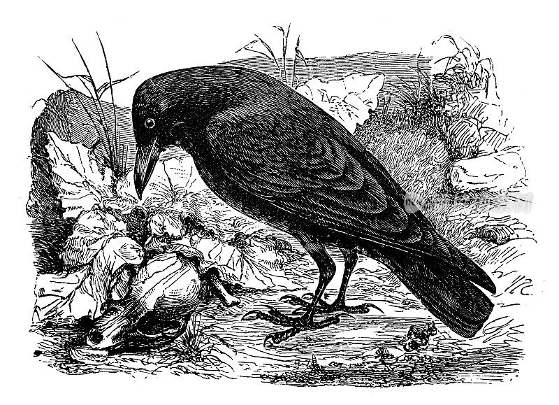古董动物插图:乌鸦(Corvus corax)
